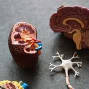 A brain and a spainal diagram